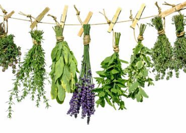 10 Powerful Herbs and Their Benefits on the Body